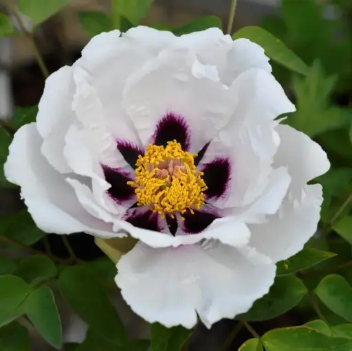 [140893] Paeonia rockii Bei Ji Guang XXL Pot C7 ** RARE **