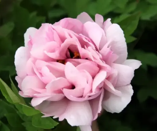 [140894] Paeonia rockii Fen Xi Shi Pot C4 **RARE **