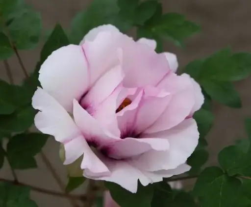 [140895] Paeonia rockii Ri Yue Tong Hui Pot C4L