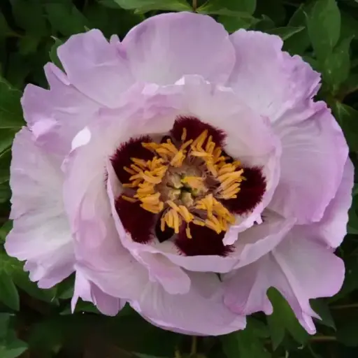 [142777] Paeonia rockii Su Sha Chan Yi Pot C4 **RARE **