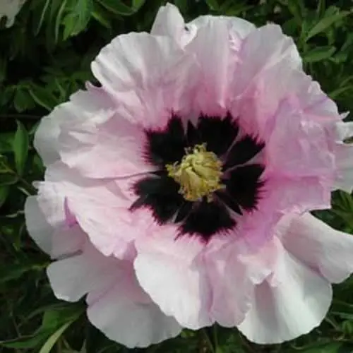 [140897] Paeonia rockii YAN WEI BAI Pot C4