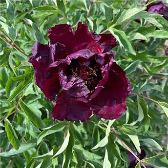 [142778] Paeonia rockii Ye Guang Bei Pot C4 **RARE **