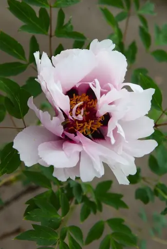 [140896] Paeonia rockii Yi Du Chun Qiu Pot C4 ** RARE **