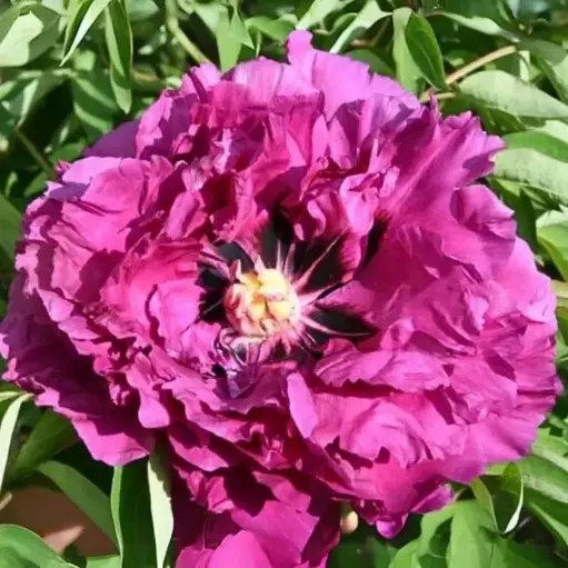 [142779] Paeonia rockii Zi Yan Pot C4 **RARE **