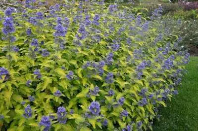 [112456] Caryopteris clandonensis Hint of Gold Pot C3Litres