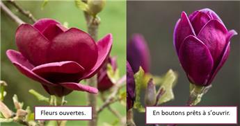 [144329] Magnolia Genie 80 100 cm Pot P23-C5