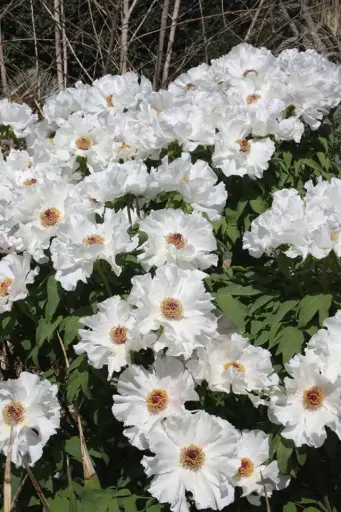 [113765] Paeonia suffruticosa Feng Dan Bai Pot C6 ** Pivoine arbustive blanche **