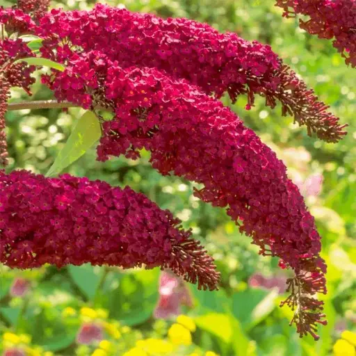 [134635] Buddleja davidii Royal Red Pot C5