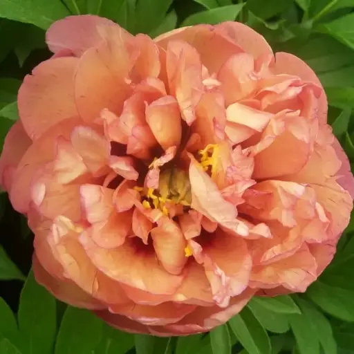 [144400] Paeonia Itoh Orange Victory XXTRA Pot C5.5Litres