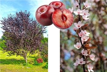 [145393] Prunus cerasifera Trailblazer Hollywood Buisson 100 150 cm Pot ** Prunier décoratif et productif **