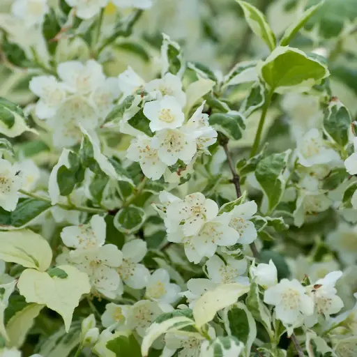 [112464] Philadelphus coronarius variegatus c10