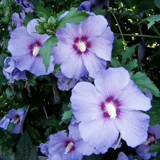 [108559] Hibiscus syriacus Marina (Oiseau bleu) 80 100 Pot C10L