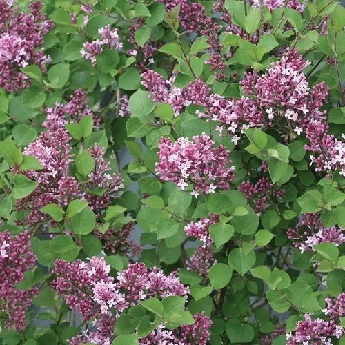 [134317] Syringa Bloomerang® Dark Purple Tige +/- 90 cm Pot C5L