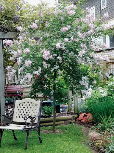 [134320] Syringa microphylla Superba Tige +/- 90 cm Pot C5** Lilas **