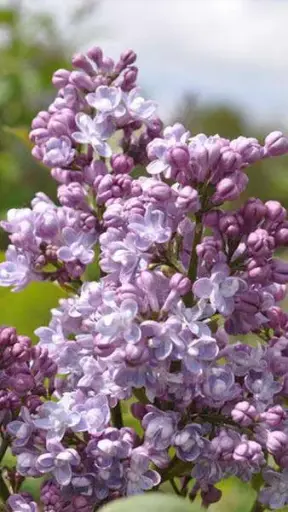 [112123] Syringa vulgaris Michel Buchner 80 100 Motte ou Pot