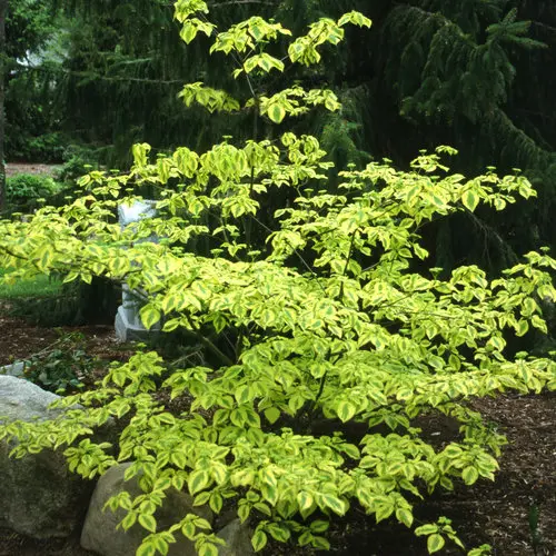 [140517] Cornus alternifolia Golden Shadow Pot C5