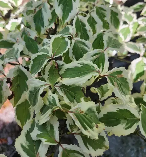 [128896] Cornus kousa Akatsuki 150 175 cm Motte