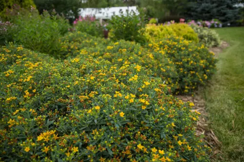 [141513] Hypericum kalmanianum Cobalt N Gold Pot C10L