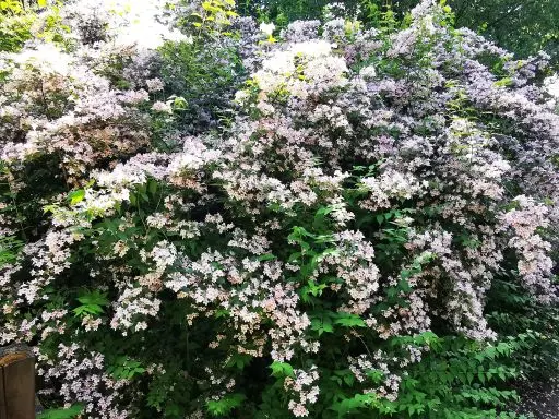 [144746] Kolkwitzia amabilis Pot C10Litres