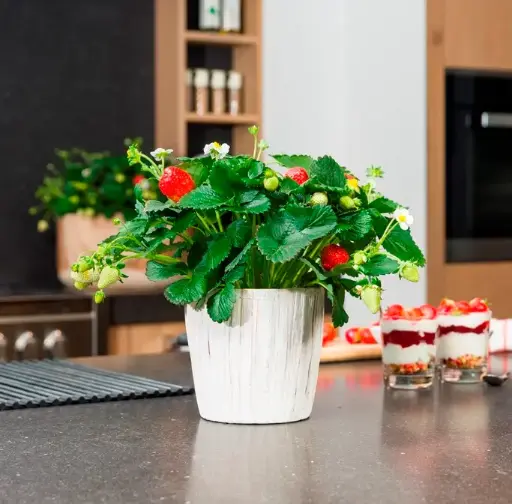 [125736] Fraisier Strawberry Delizz Pick And Joy Pot P14 cm