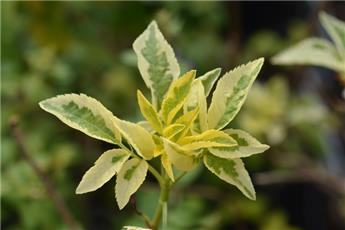[129341] Sambucus nigra Madonna 080 100 Pot C10 ** Sureau noir panaché **