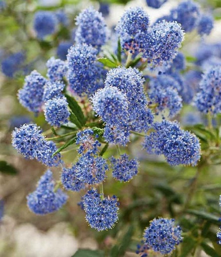[122992] Ceanothus pallidus Marie Bleu Pot C10