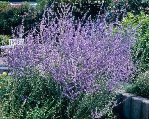 [104334] Perovskia atriplicifolia Blue Spire Pot P17 cm