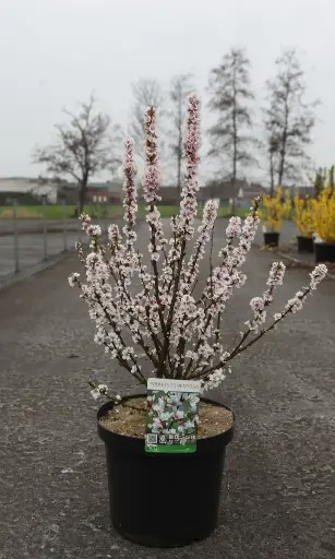 [101040] Prunus tomentosa Pot C10 ** Ragouminier ou Ragoumier **