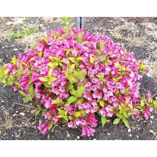 [136683] Weigela florida Princess Ayla Pot C10