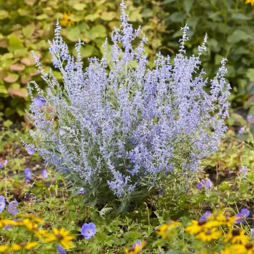 [109091] PEROVSKIA atriplicifolia LACEY BLUE Pot C2-3