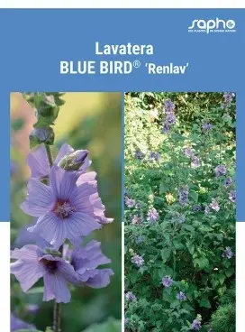 [119466] Lavatera Blue Bird® Pot C3Liters