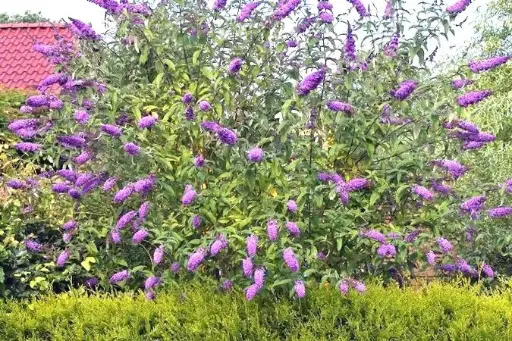 [100633] Buddleja davidii Lochinch Pot C3Litres