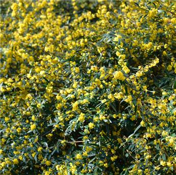 [125149] Berberis julianae 060 080 cm Motte ou Pot