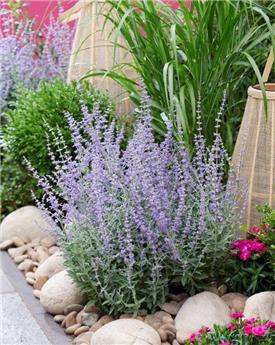 [144698] Perovskia atriplicifolia Prime Time Pot C26 cm **NEW: plus compact et érigée **