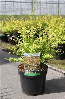 [141326] Berberis thunbergii Golden Dream C3.6Litres