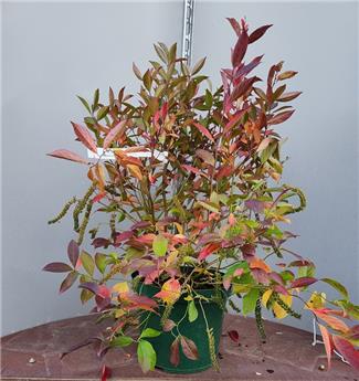 [144027] Itea virginica Little Henry Pot C10Litres ** Parfumé **