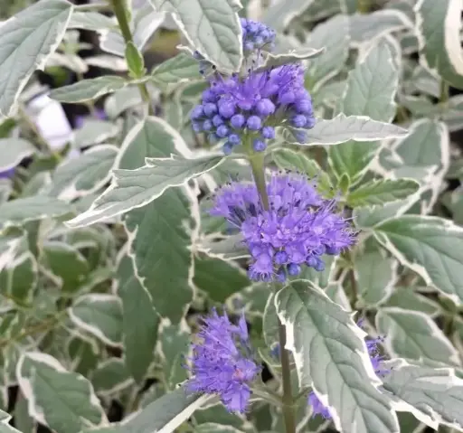 [112459] Caryopteris clandolensis White Surprise C5