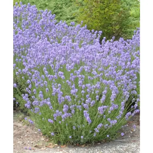 [134245] Lavandula angustifolia Dwarf Blue Pot