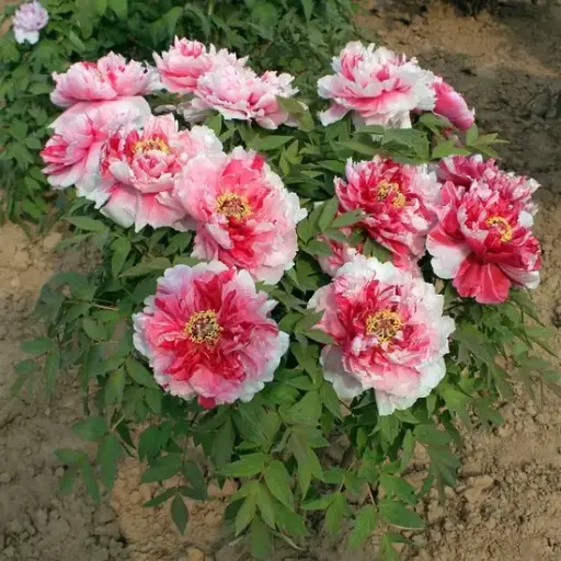 [144429] Paeonia suffruticosa Dao Jin C2.5Litres ** Pivoine arbustive **