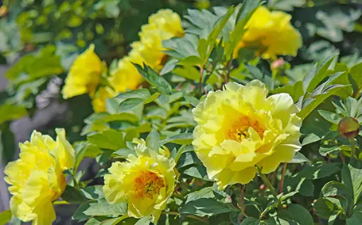 [144426] Paeonia suffruticosa Hai Huang Pot C2.5Litres ** Pivoine arbustive jaune**