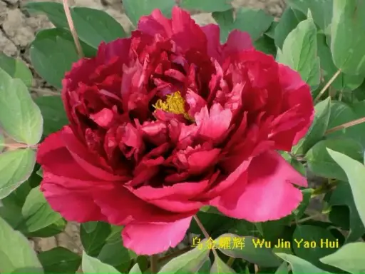 [144427] Paeonia suffruticosa Wu Jin Yao Hui Pot C2.5Litres ** Pivoine arbustive rouge**