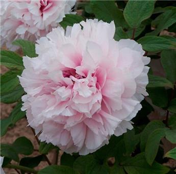[144425] Paeonia suffruticosa Xue Ying Tao Hua Pot C2.5Litres ** Pivoine arbustive **