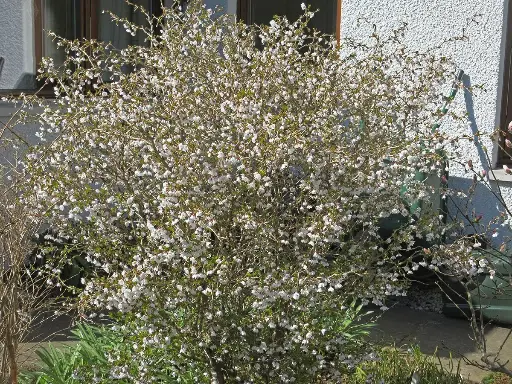 [125350] Prunus incisa Kojou-no-mai 30 40 Pot P23