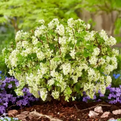 [139305] Ribes sanguineum Oregon Snowflakes C3