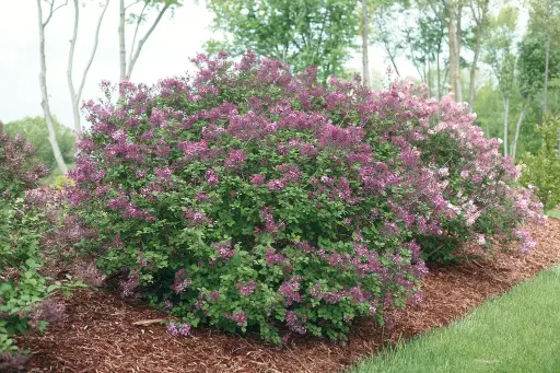 [127233] Syringa BLOOMERANG Dark Purple Pot C3