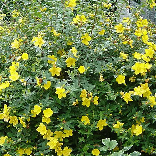 [107368] Hypericum Hidcote Pot C10Litres ** Millepertuis arbustif **