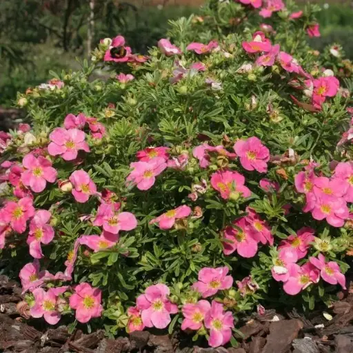 [145039] Potentilla fruticosa Bellissima Pot C10Litres XL