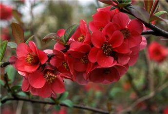 [142855] Chaenomeles speciosa Texas Scarlet Pot C3.6