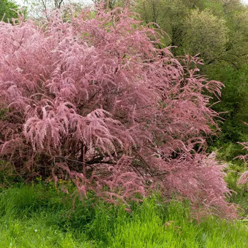 [144532] Tamarix tetrandra 100 125 cm Pot P29CM - Tamaris de printemps