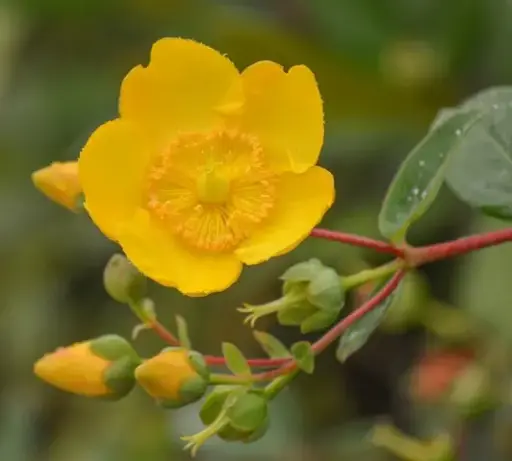 [108648] Hypericum dummeri Peter Dummer Pot C3.6 * Millepertuis arbustif **